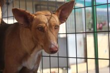 LUZ, Hund, Podenco in Spanien - Bild 7