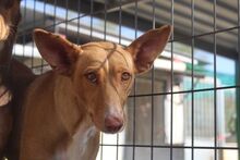 LUZ, Hund, Podenco in Spanien - Bild 8