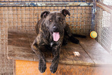 BEN, Hund, Staffordshire Bull Terrier-Mix in Kroatien - Bild 1