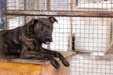 BEN, Hund, Staffordshire Bull Terrier-Mix in Kroatien - Bild 2