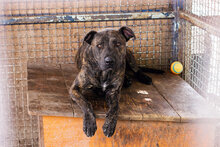 BEN, Hund, Staffordshire Bull Terrier-Mix in Kroatien - Bild 3