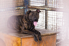 BEN, Hund, Staffordshire Bull Terrier-Mix in Kroatien - Bild 4