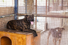 BEN, Hund, Staffordshire Bull Terrier-Mix in Kroatien - Bild 5