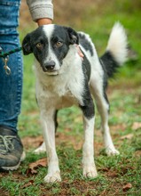 PINOT, Hund, Mudi-Border Collie-Mix in Ungarn - Bild 1