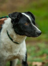 PINOT, Hund, Mudi-Border Collie-Mix in Ungarn - Bild 10