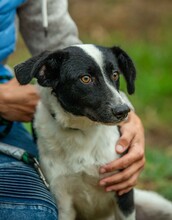 PINOT, Hund, Mudi-Border Collie-Mix in Ungarn - Bild 11