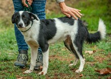 PINOT, Hund, Mudi-Border Collie-Mix in Ungarn - Bild 2