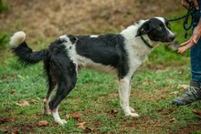 PINOT, Hund, Mudi-Border Collie-Mix in Ungarn - Bild 3