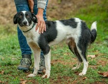 PINOT, Hund, Mudi-Border Collie-Mix in Ungarn - Bild 4