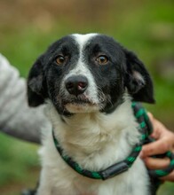 PINOT, Hund, Mudi-Border Collie-Mix in Ungarn - Bild 5