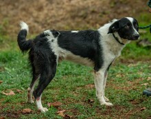 PINOT, Hund, Mudi-Border Collie-Mix in Ungarn - Bild 6