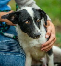 PINOT, Hund, Mudi-Border Collie-Mix in Ungarn - Bild 7