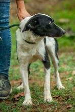 PINOT, Hund, Mudi-Border Collie-Mix in Ungarn - Bild 8