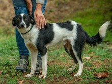 PINOT, Hund, Mudi-Border Collie-Mix in Ungarn - Bild 9