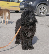 ISABEL, Hund, Pudel-Mix in Bulgarien - Bild 6