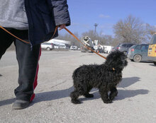 ISABEL, Hund, Pudel-Mix in Bulgarien - Bild 8