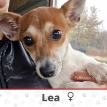 LEA, Hund, Jack Russell Terrier-Pinscher-Mix in Bulgarien