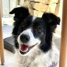 BERTA, Hund, Border Collie-Mix in Spanien - Bild 1