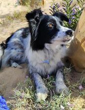 BERTA, Hund, Border Collie-Mix in Spanien - Bild 2