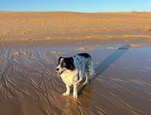 BERTA, Hund, Border Collie-Mix in Spanien - Bild 3