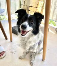 BERTA, Hund, Border Collie-Mix in Spanien - Bild 4