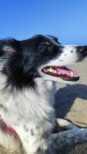 BERTA, Hund, Border Collie-Mix in Spanien - Bild 5