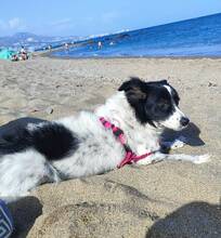 BERTA, Hund, Border Collie-Mix in Spanien - Bild 6