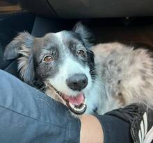 BERTA, Hund, Border Collie-Mix in Spanien - Bild 7