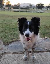 BERTA, Hund, Border Collie-Mix in Spanien - Bild 8