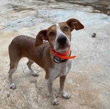 JUMPER, Hund, Podenco-Mix in Spanien - Bild 1