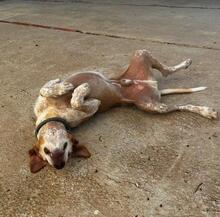 JUMPER, Hund, Podenco-Mix in Spanien - Bild 2