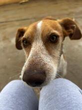 JUMPER, Hund, Podenco-Mix in Spanien - Bild 3