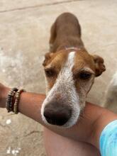 JUMPER, Hund, Podenco-Mix in Spanien - Bild 4