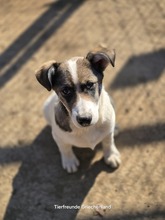 JESSY, Hund, Mischlingshund in Griechenland - Bild 2