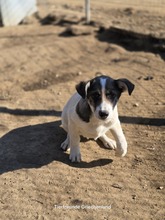 JESSY, Hund, Mischlingshund in Griechenland - Bild 3