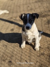 JESSY, Hund, Mischlingshund in Griechenland - Bild 4