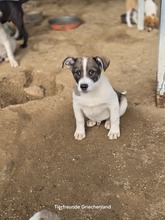 JESSY, Hund, Mischlingshund in Griechenland - Bild 6