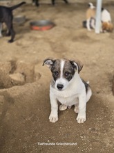 JESSY, Hund, Mischlingshund in Griechenland - Bild 9