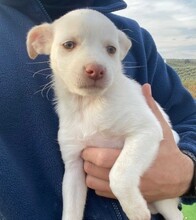 HAILEY, Hund, Mischlingshund in Spanien