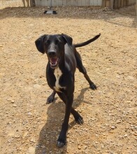 NANDI, Hund, Pointer-Mix in Spanien