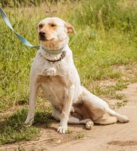 BUCO, Hund, Mischlingshund in Ungarn - Bild 1