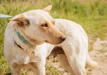 BUCO, Hund, Mischlingshund in Ungarn - Bild 2