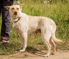 BUCO, Hund, Mischlingshund in Ungarn - Bild 3