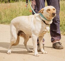 BUCO, Hund, Mischlingshund in Ungarn - Bild 4