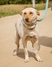 BUCO, Hund, Mischlingshund in Ungarn - Bild 5