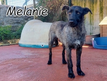 MELANIE, Hund, Mischlingshund in Portugal - Bild 1