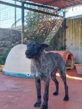 MELANIE, Hund, Mischlingshund in Portugal - Bild 2