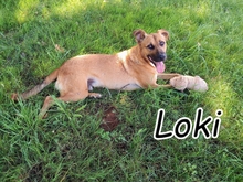 LOKI, Hund, Mischlingshund in Portugal - Bild 1