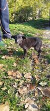 ZORRO, Hund, Mischlingshund in Ungarn - Bild 6