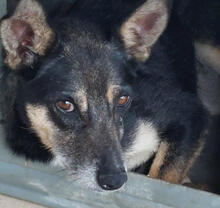 VITORIA, Hund, Mischlingshund in Portugal - Bild 2